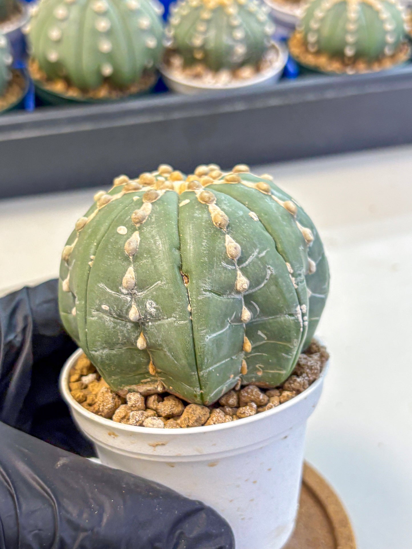 Astrophytum V Type Nudum (at9) (08) | Live Cactus