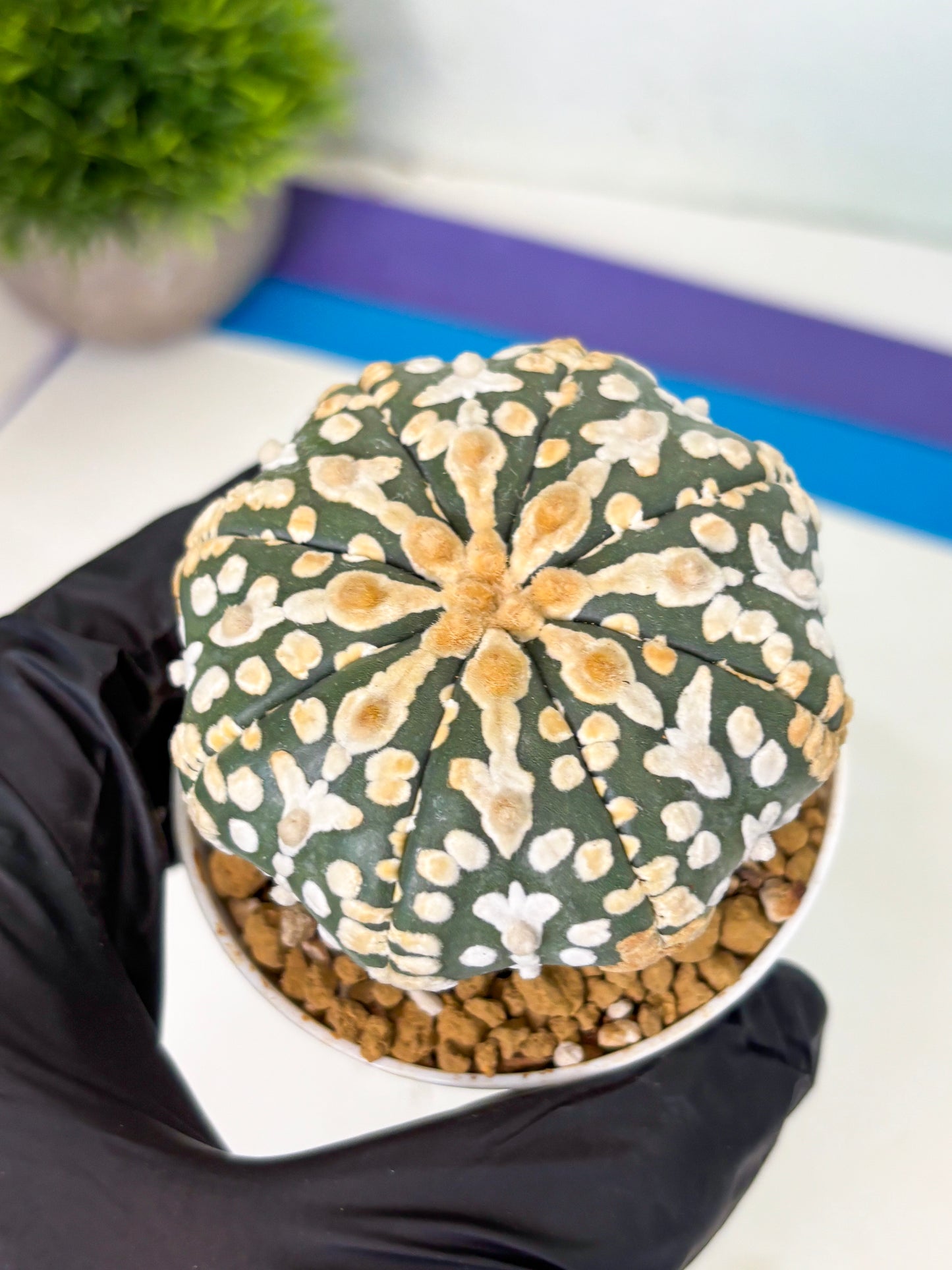 Astrophytum V-Type (at4) (y1) | Ship from Nevada