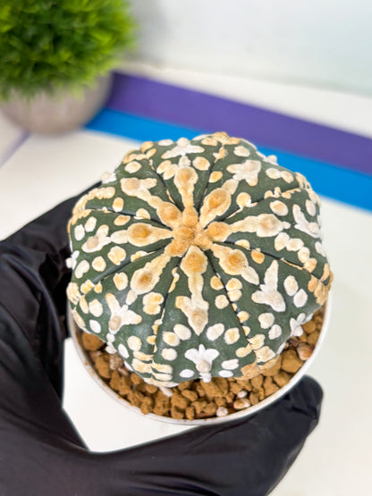 Astrophytum V-Type (at4) (y1) | Ship from Nevada