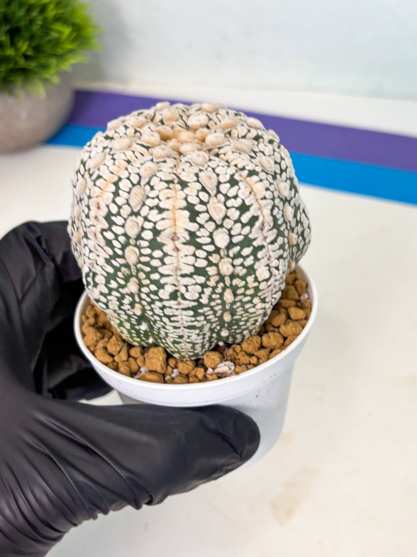 Astrophytum V-Type (at4) (r1) | Ship from Nevada
