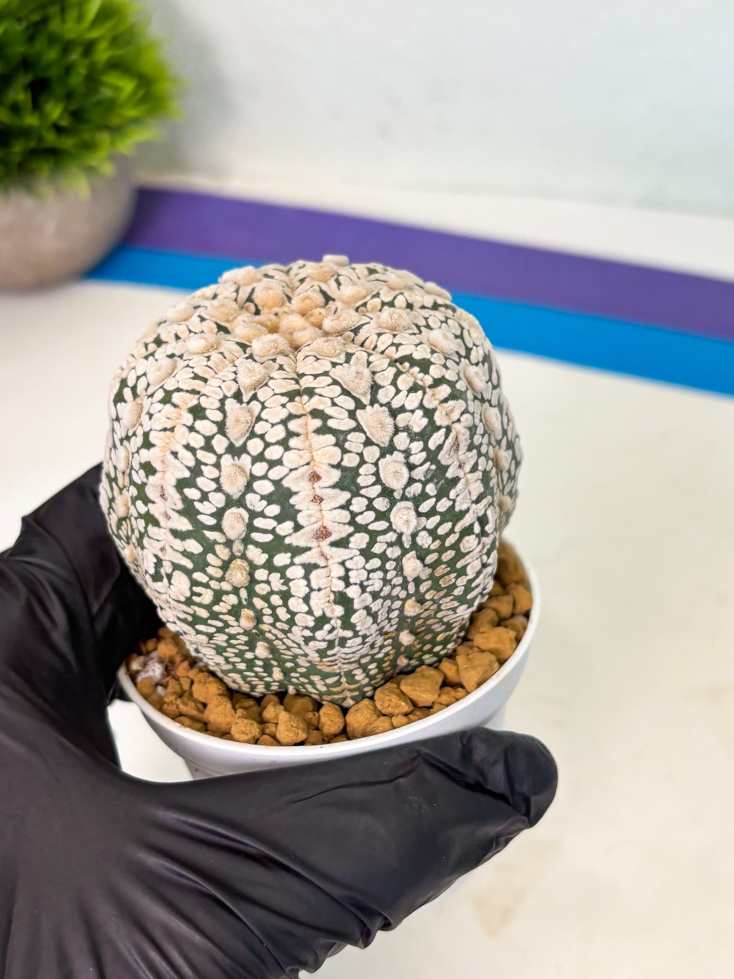 Astrophytum V-Type (at4) (r1) | Ship from Nevada