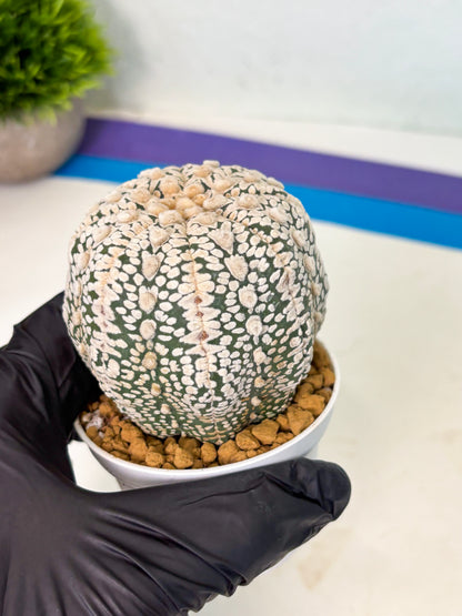 Astrophytum V-Type (at4) (r1) | Ship from Nevada