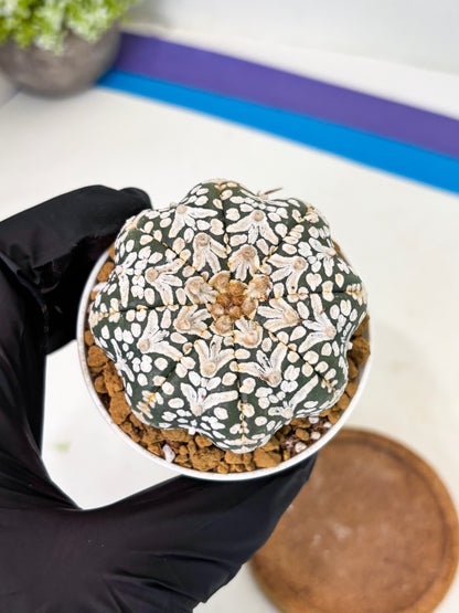 Astrophytum Star Shape (at2) (b2) | Japanese Import