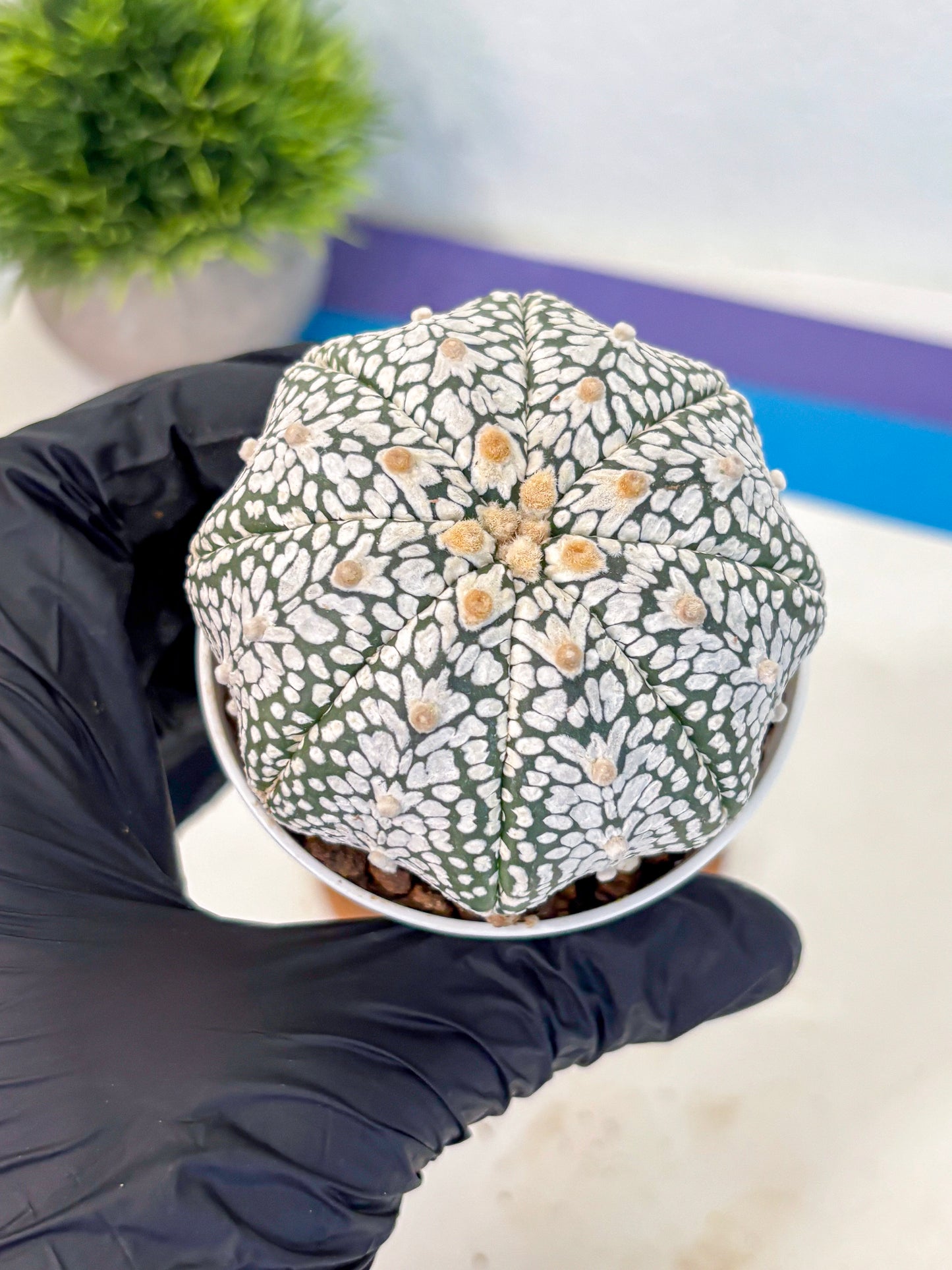 Astrophytum V Type (at5) (07) |  Sea urchin cactus