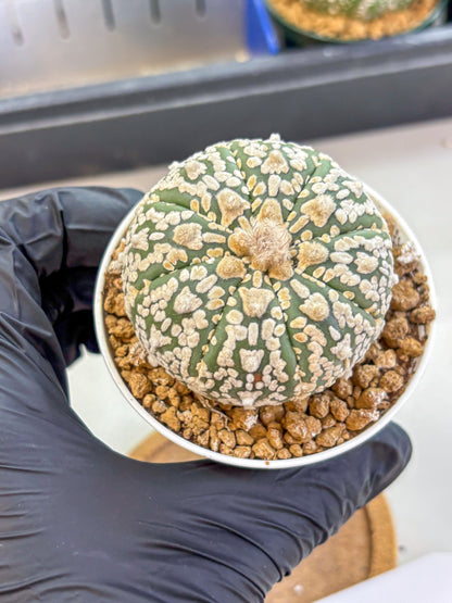 Astrophytum V Type (at2) (08) | Live Plant | Rare Collection