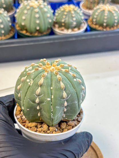 Astrophytum V Type Nudum (at9) (08) | Live Cactus
