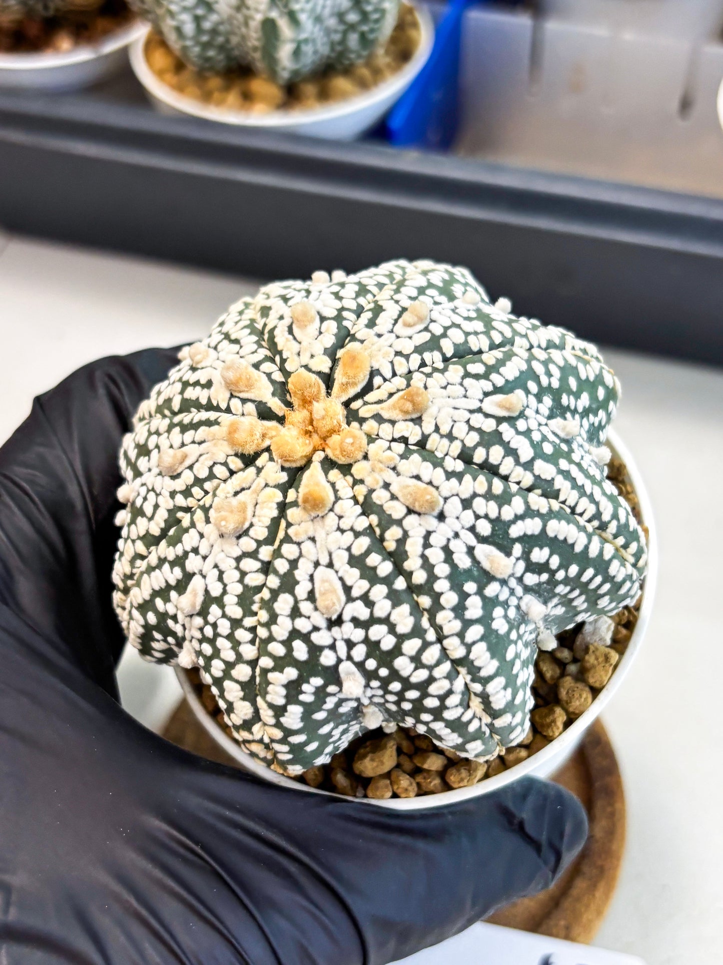 Astrophytum Star Shape (at4) (g5) | Imported Plant