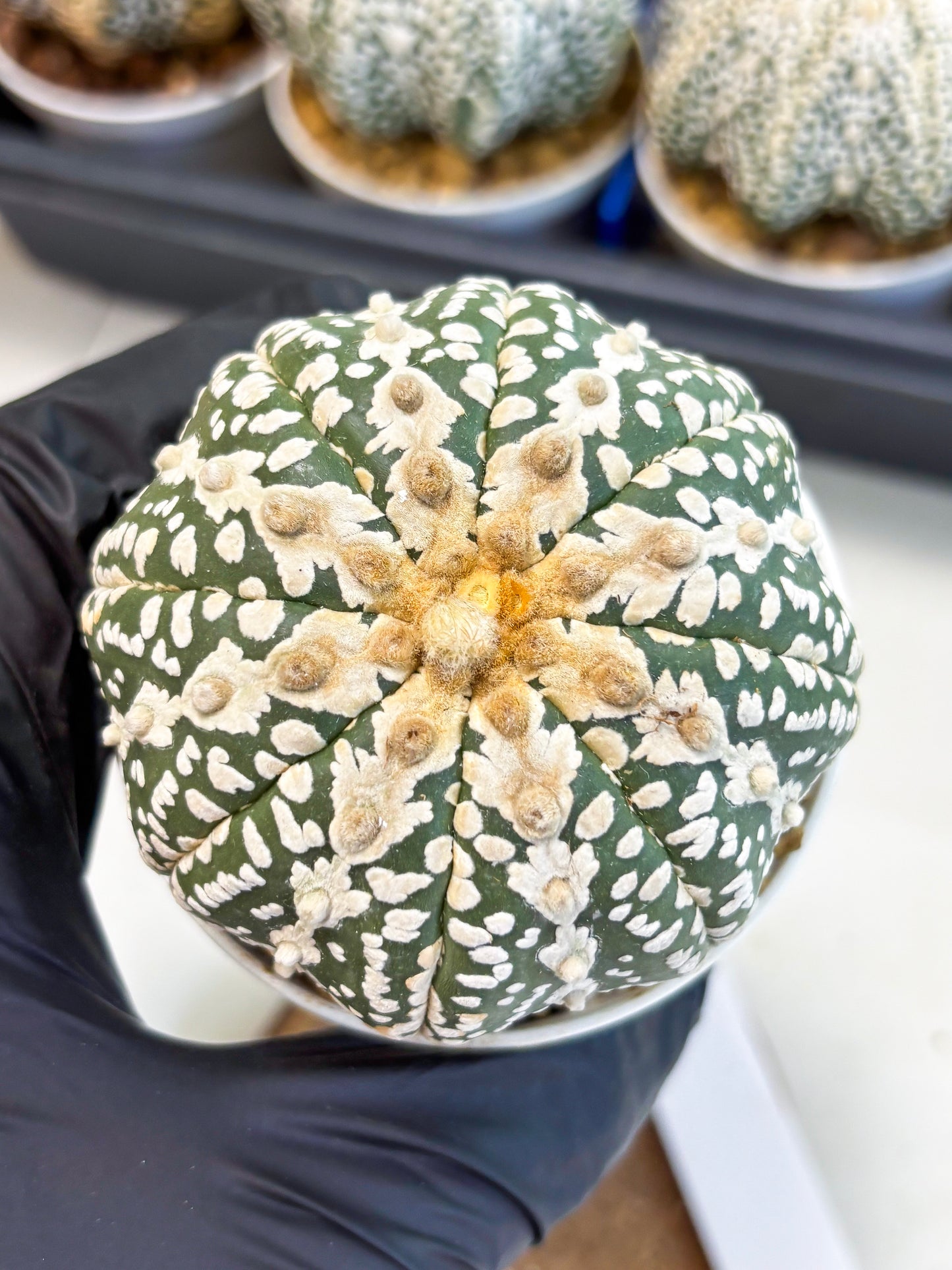 Astrophytum V-Type (at4) (y5) | Ship from Nevada