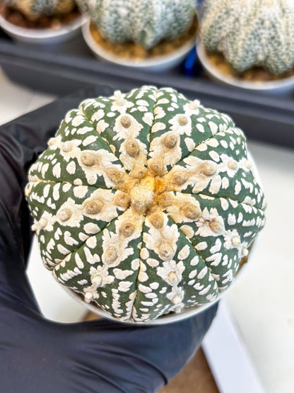 Astrophytum V-Type (at4) (y5) | Ship from Nevada