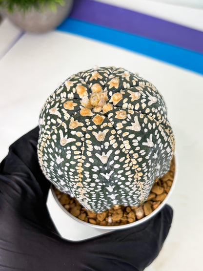 Astrophytum V-Type (at4) (y7) | Ship from Nevada