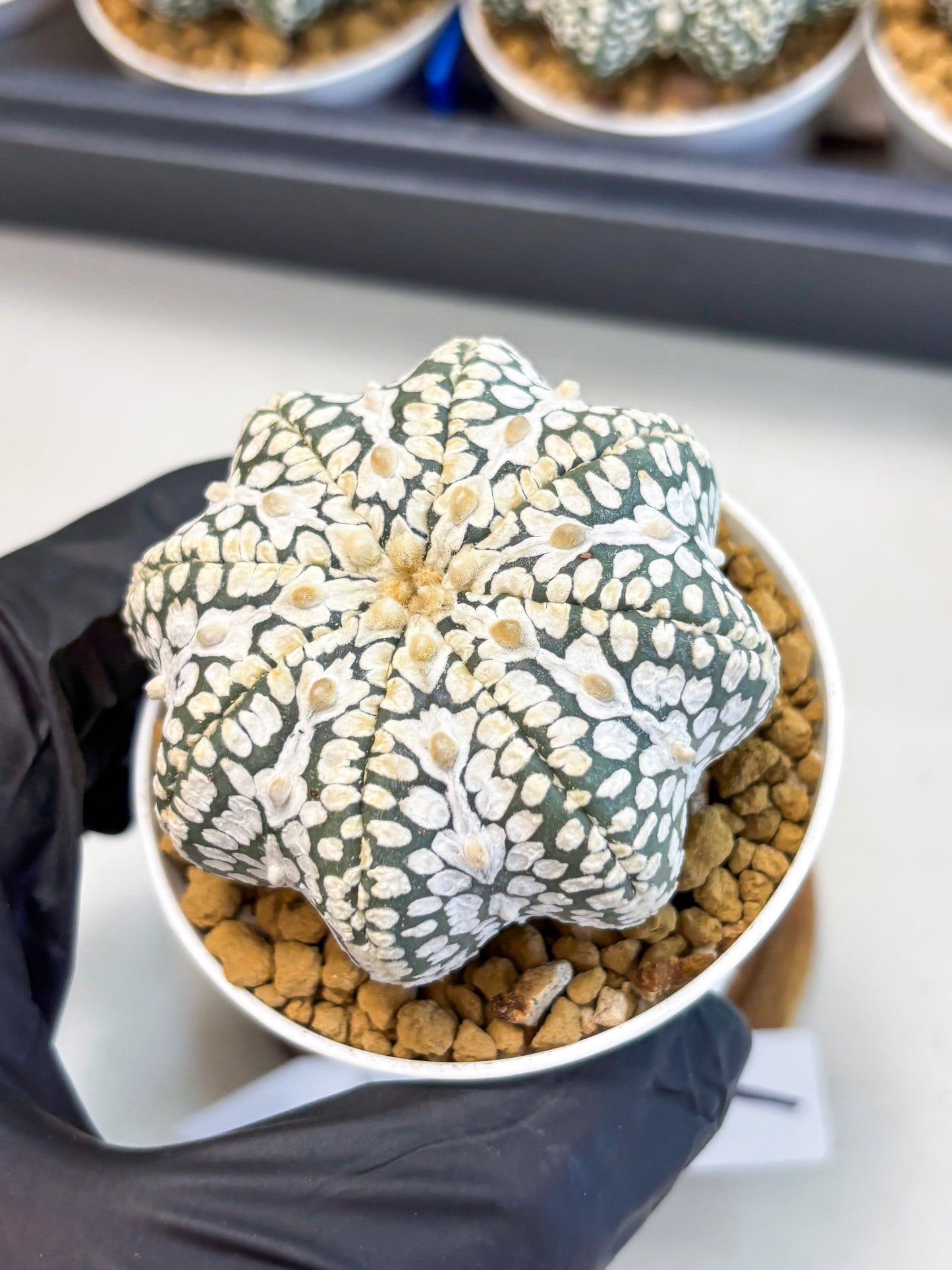 Astrophytum Star Shape (at4) (g1) | Imported Plant