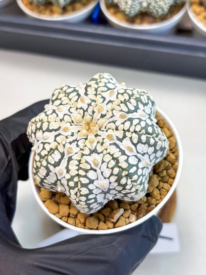 Astrophytum Star Shape (at4) (g1) | Imported Plant