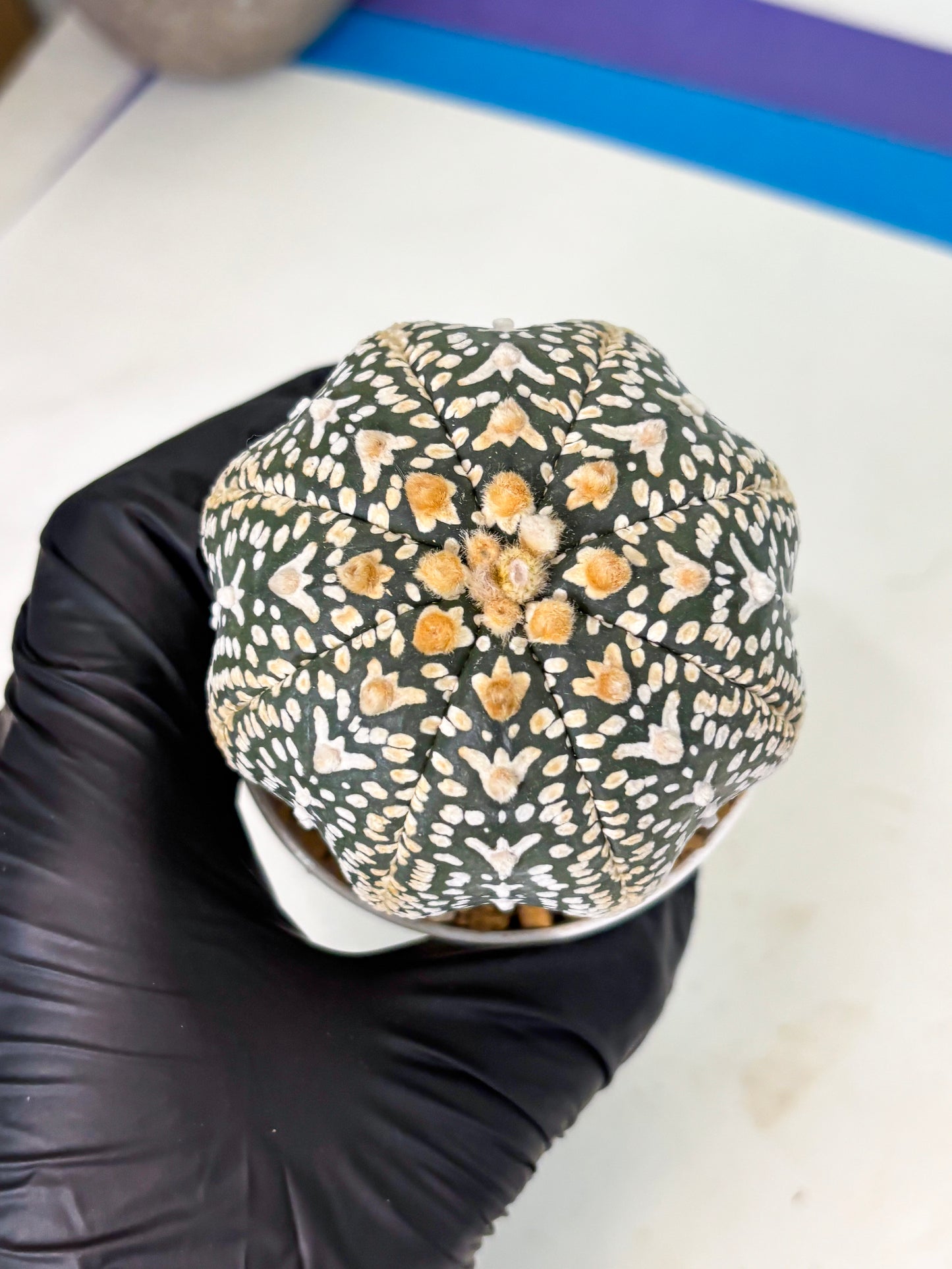 Astrophytum V-Type (at4) (y7) | Ship from Nevada