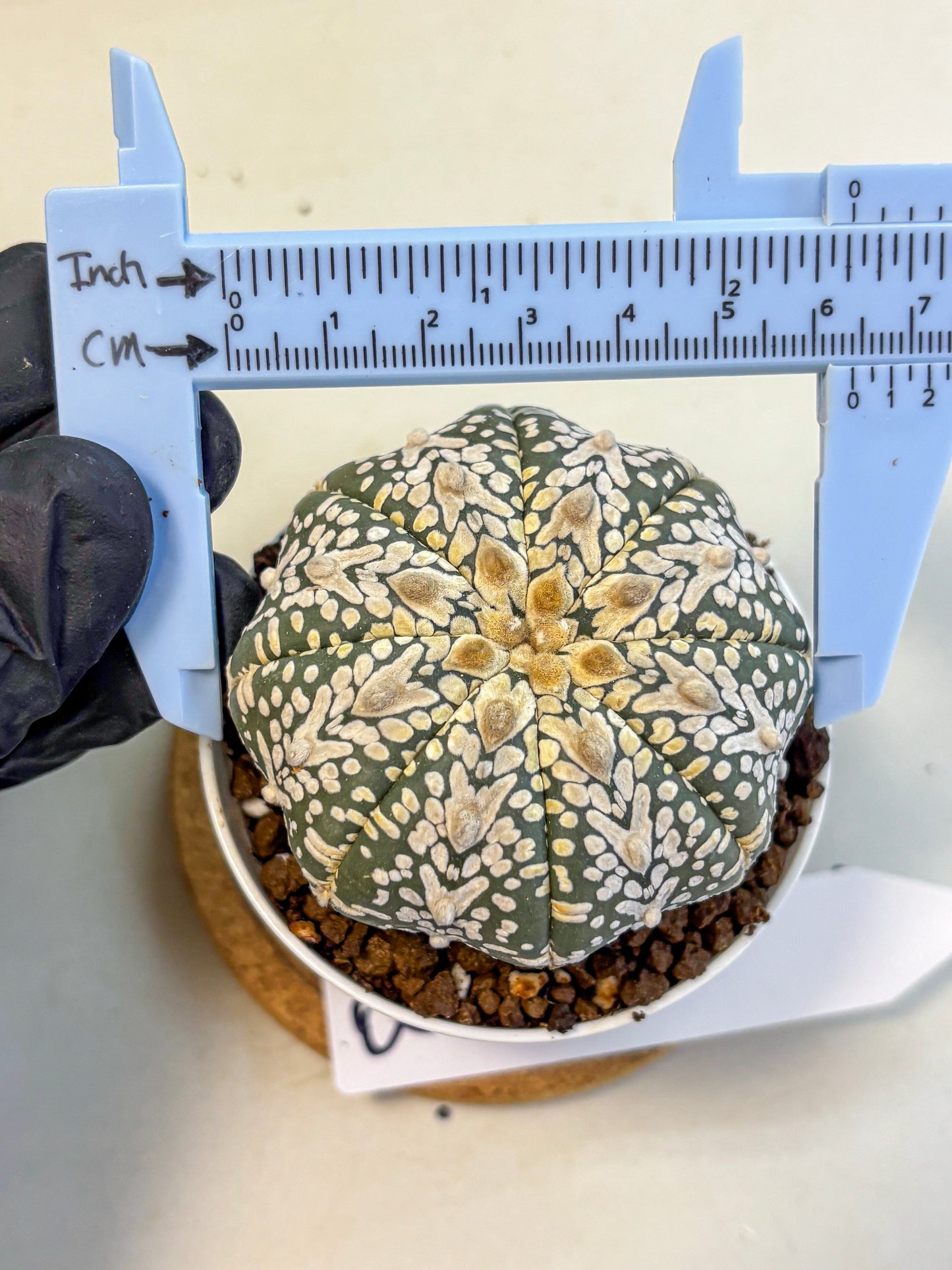 Astrophytum V Type (at5) (08) |  Sea urchin cactus