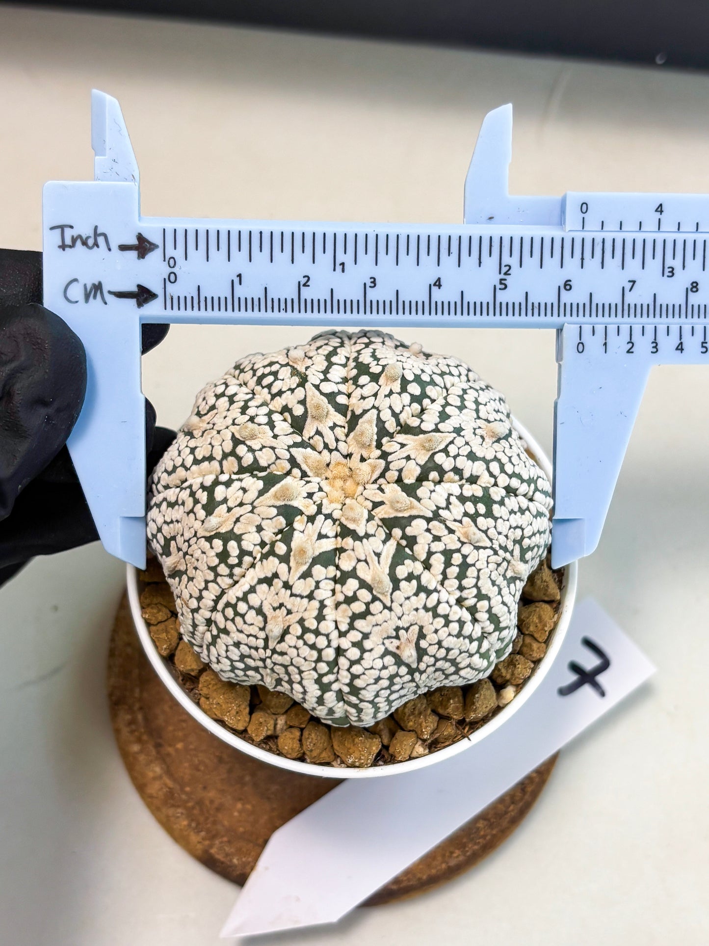 Astrophytum V-Type (at5) (p7) | Rare imported Plant