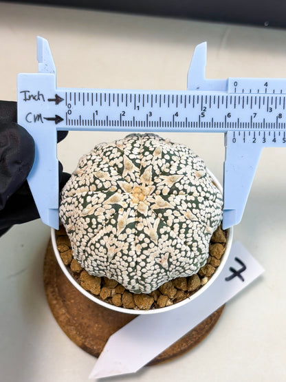 Astrophytum V-Type (at5) (p7) | Rare imported Plant