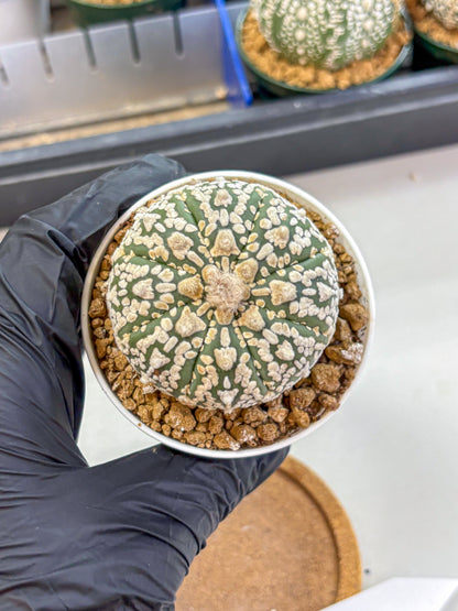 Astrophytum V Type (at2) (08) | Live Plant | Rare Collection