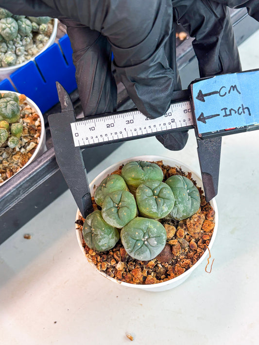 Spineless Cactus (Lo1) (g7) | For Advanced Growers