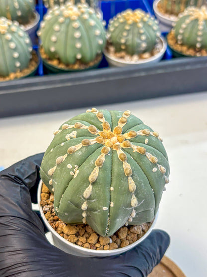 Astrophytum V Type Nudum (at9) (08) | Live Cactus