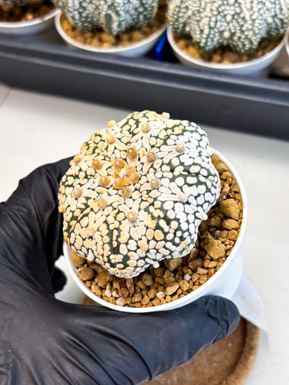 Astrophytum Star Shape (at4) (g2) | Imported Plant