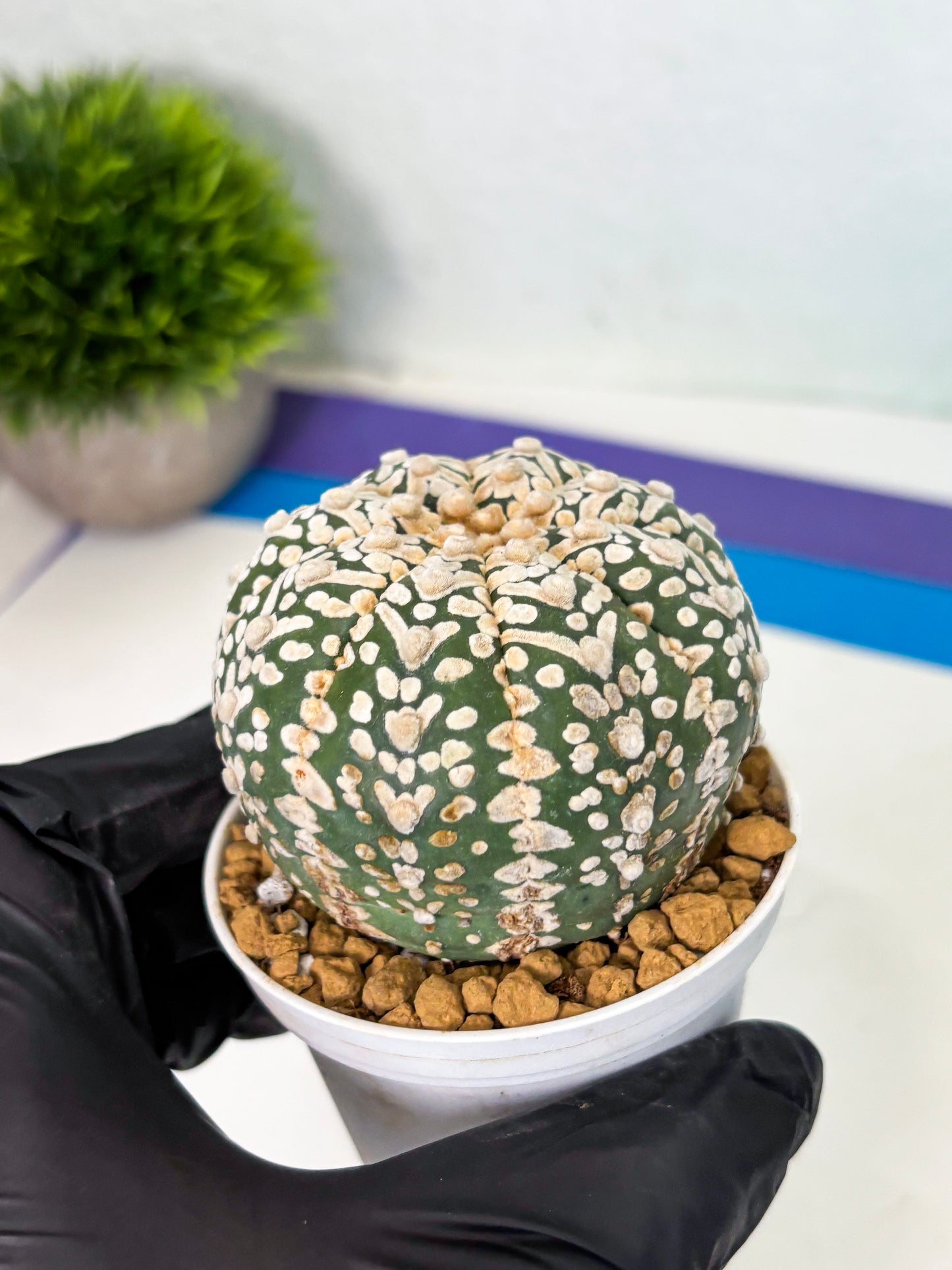 Astrophytum V-Type (at4) (r7) | Ship from Nevada