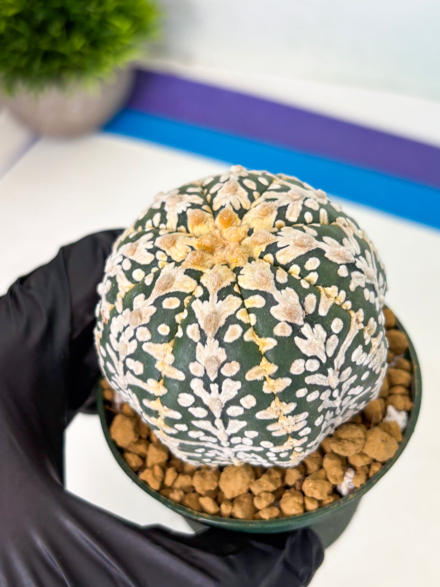Astrophytum V-Type (at4) (r5) | Ship from Nevada