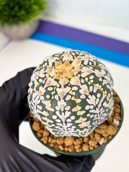 Astrophytum V-Type (at4) (r5) | Ship from Nevada