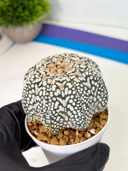 Astrophytum V-Type (at4) (y6) | Ship from Nevada