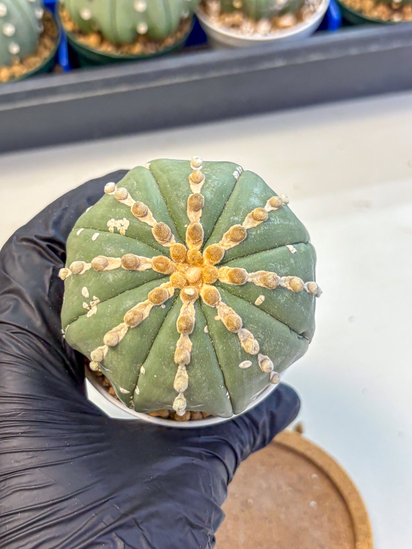 Astrophytum V Type Nudum (at9) (08) | Live Cactus