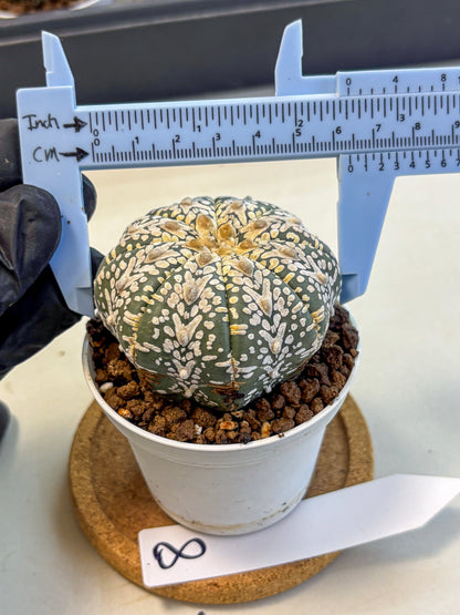 Astrophytum V Type (at5) (08) |  Sea urchin cactus