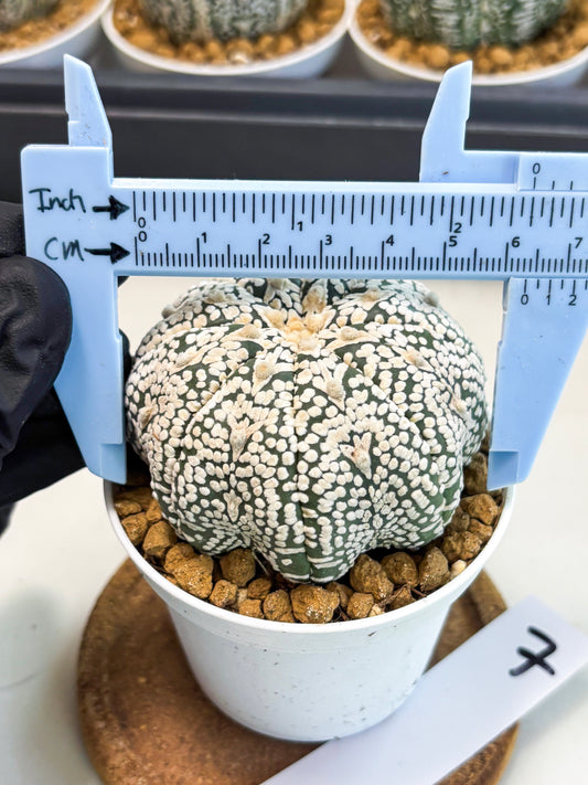 Astrophytum V-Type (at5) (p7) | Rare imported Plant