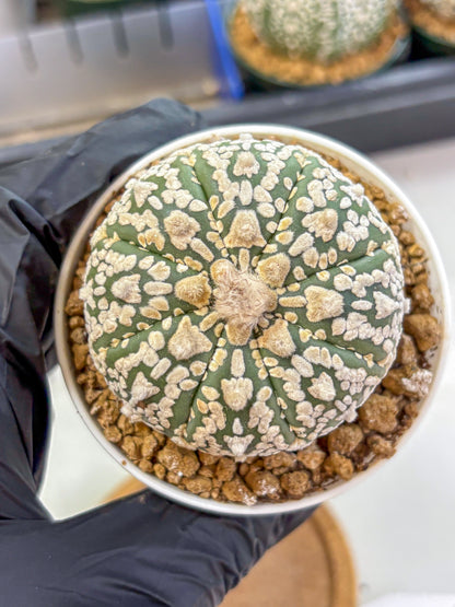 Astrophytum V Type (at2) (08) | Live Plant | Rare Collection