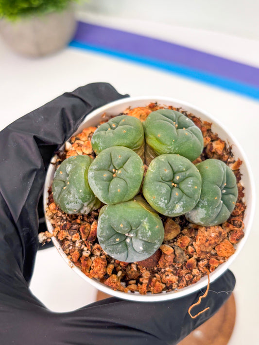 Spineless Cactus (Lo1) (g7) | For Advanced Growers