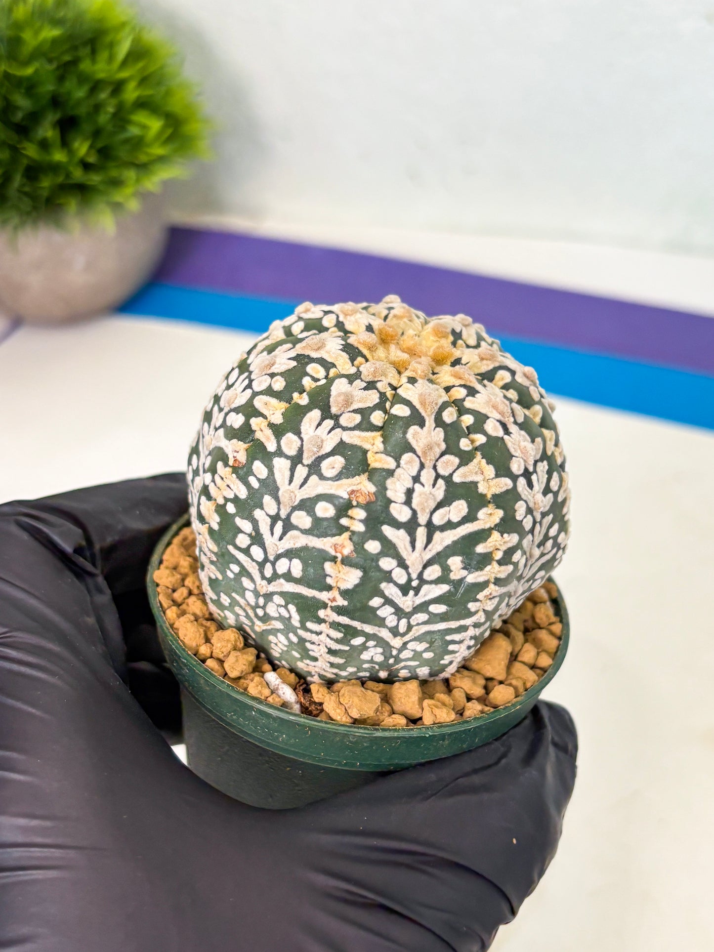 Astrophytum V-Type (at4) (r5) | Ship from Nevada