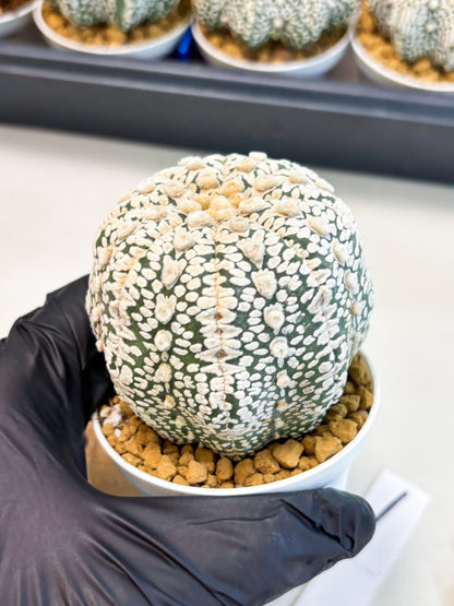 Astrophytum V-Type (at4) (r1) | Ship from Nevada