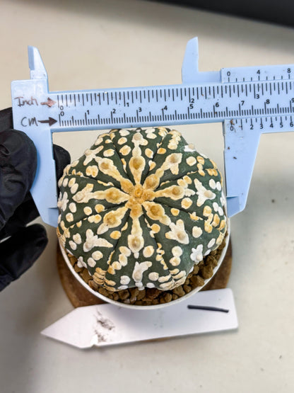 Astrophytum V-Type (at4) (y1) | Ship from Nevada