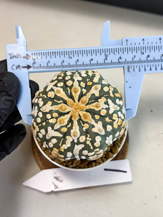 Astrophytum V-Type (at4) (y1) | Ship from Nevada