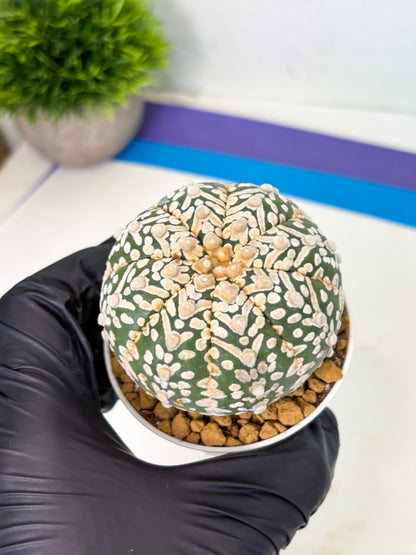 Astrophytum V-Type (at4) (r7) | Ship from Nevada