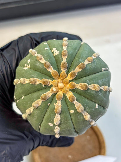 Astrophytum V Type Nudum (at9) (08) | Live Cactus