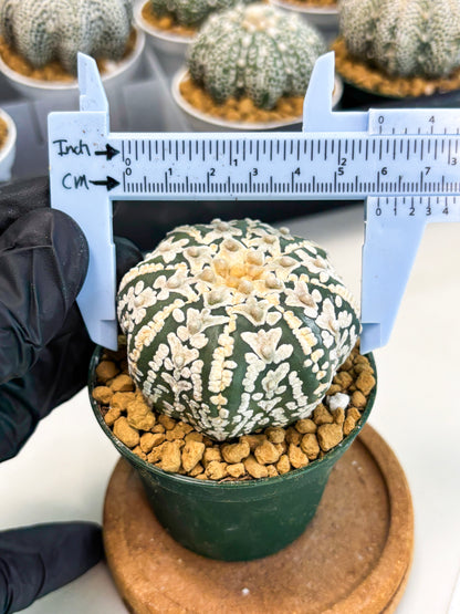 Astrophytum Star Shape (at2) (b3) | Japanese Import (Copy)