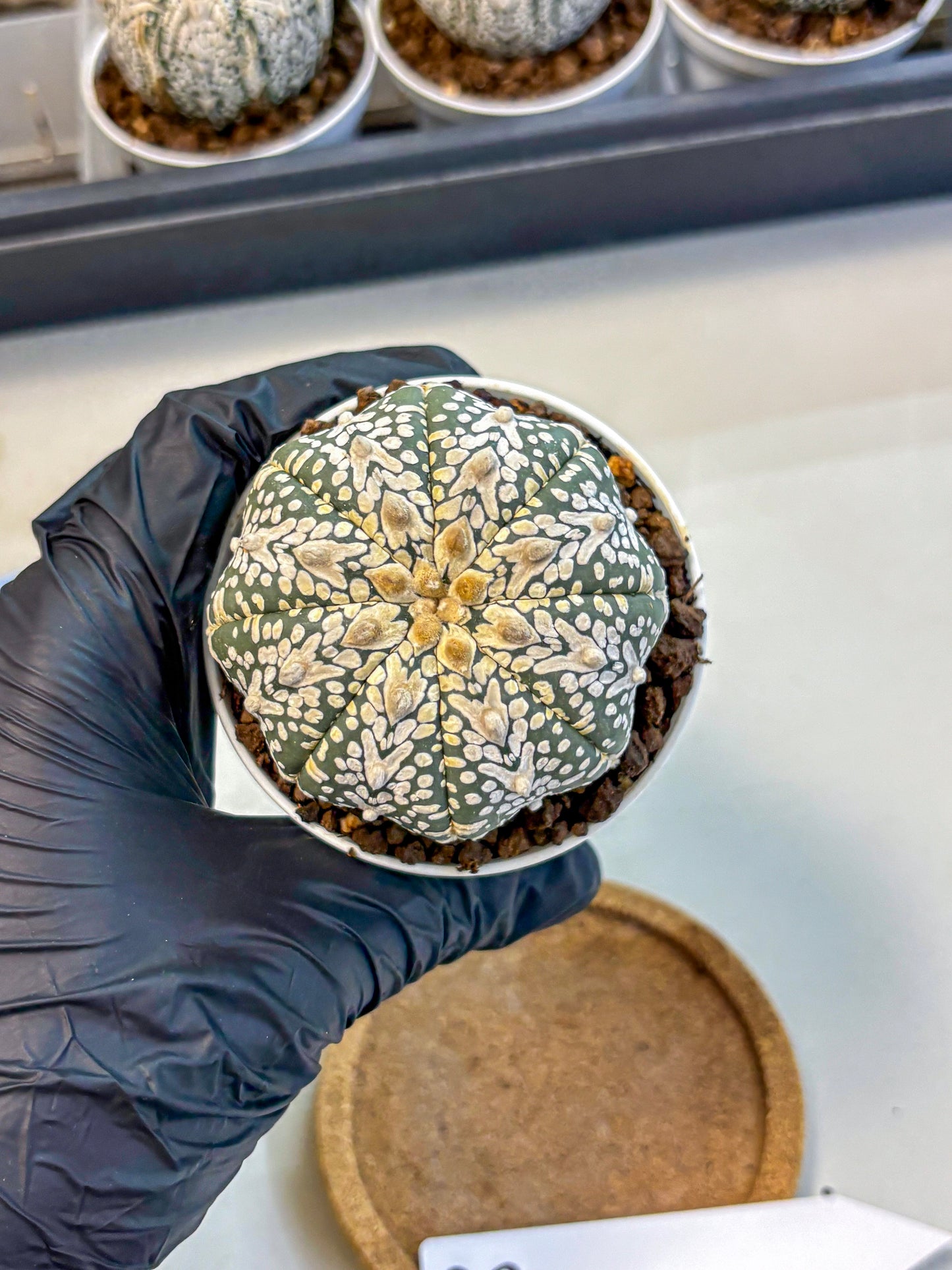 Astrophytum V Type (at5) (08) |  Sea urchin cactus