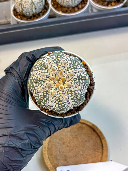 Astrophytum V Type (at5) (08) |  Sea urchin cactus