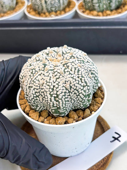 Astrophytum V-Type (at5) (p7) | Rare imported Plant