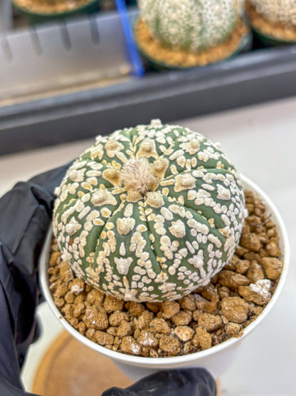 Astrophytum V Type (at2) (08) | Live Plant | Rare Collection