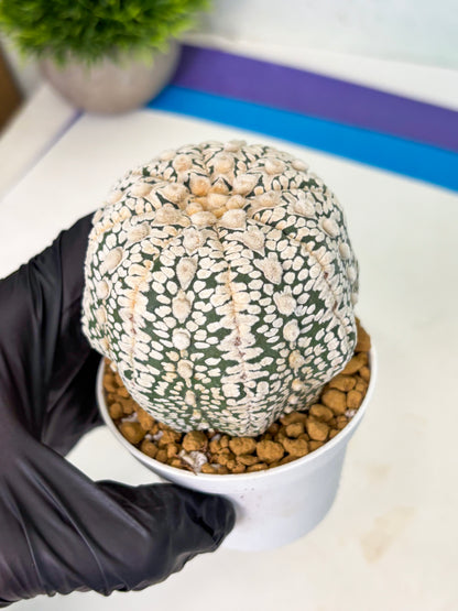 Astrophytum V-Type (at4) (r1) | Ship from Nevada