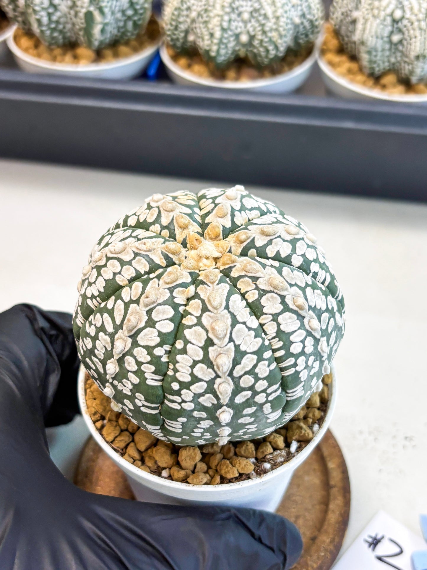 Astrophytum V-Type (at4) (r2) | Ship from Nevada