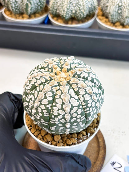 Astrophytum V-Type (at4) (r2) | Ship from Nevada