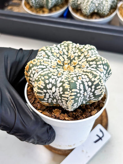 Astrophytum Star Shape (at4) (g7) | Imported Plant