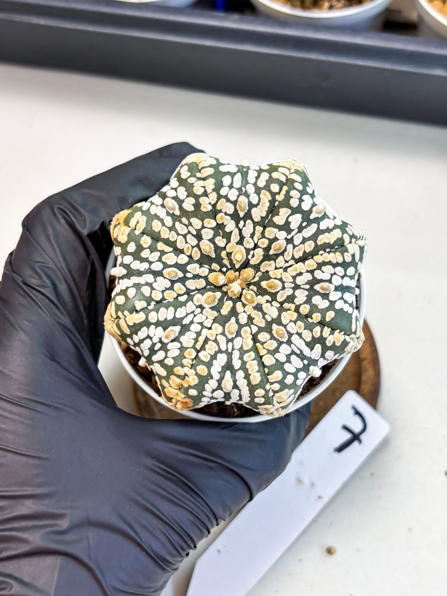 Astrophytum Star Shape (at4) (g7) | Imported Plant