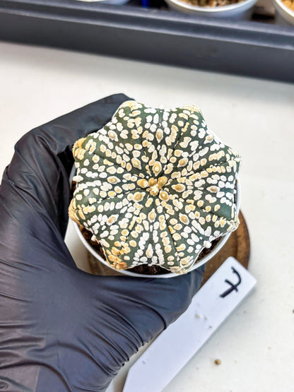 Astrophytum Star Shape (at4) (g7) | Imported Plant